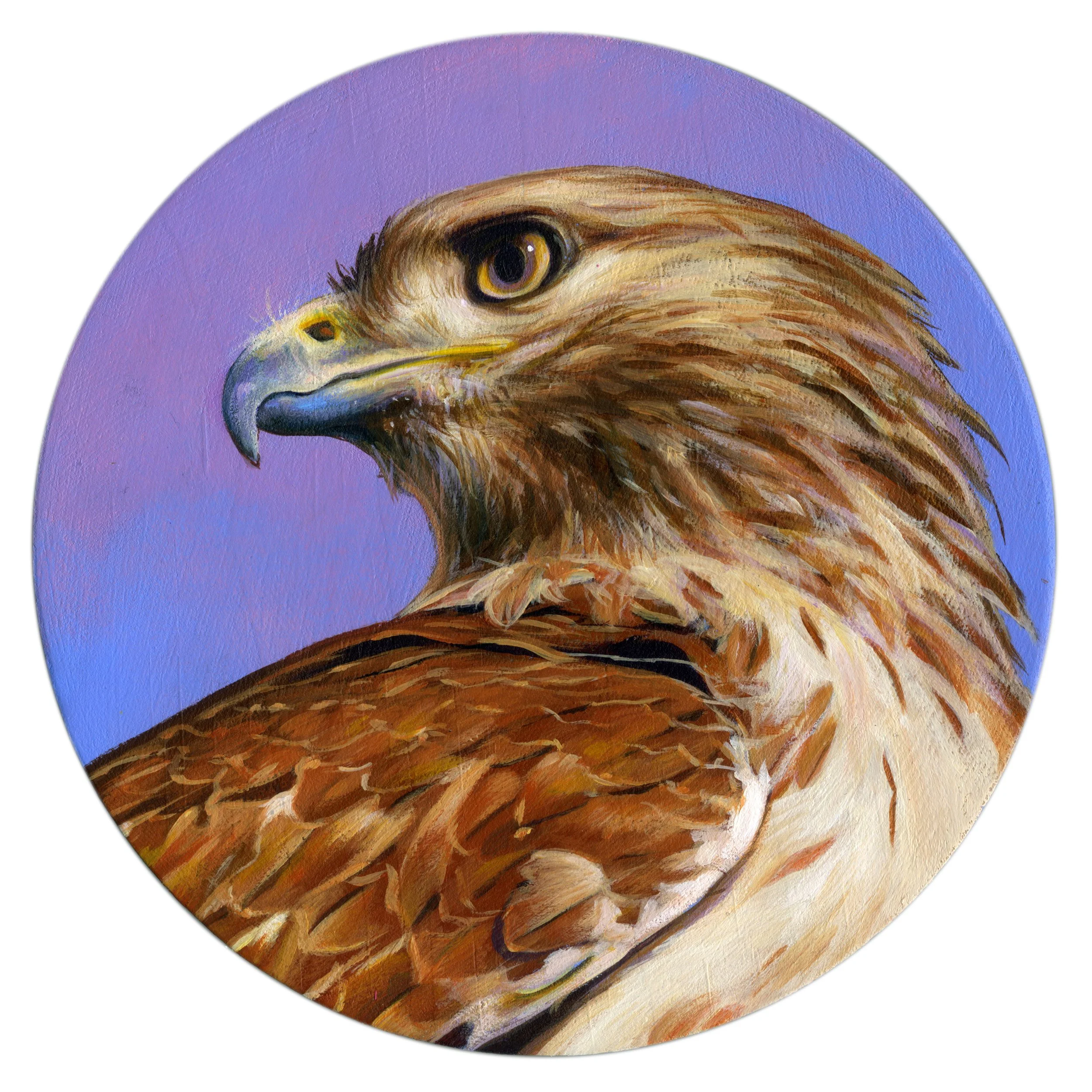 Purple Red-Tailed Hawk.jpg