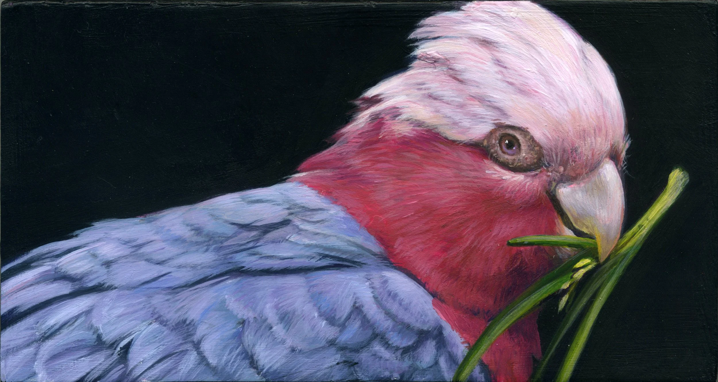 Galah.jpeg