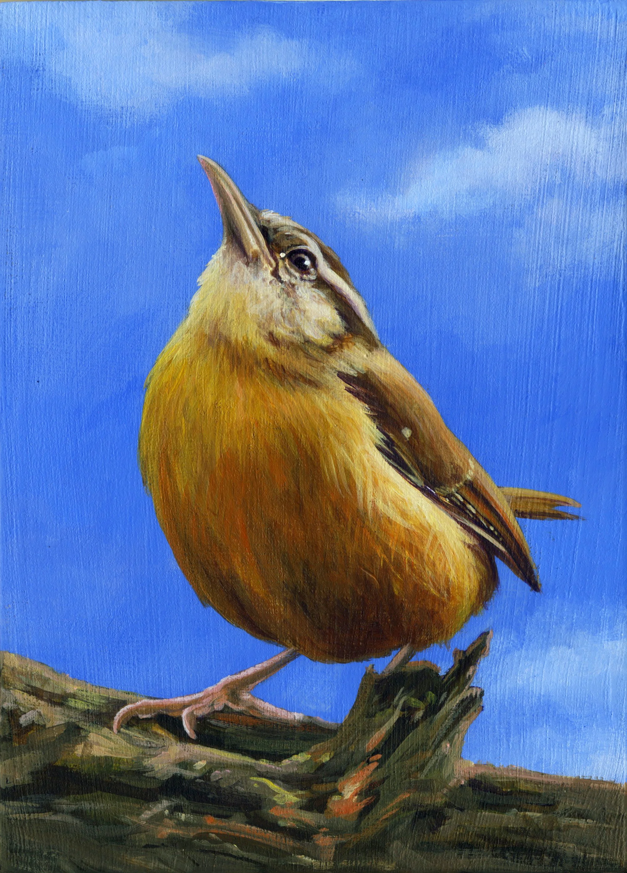 Carolina Wren.jpg