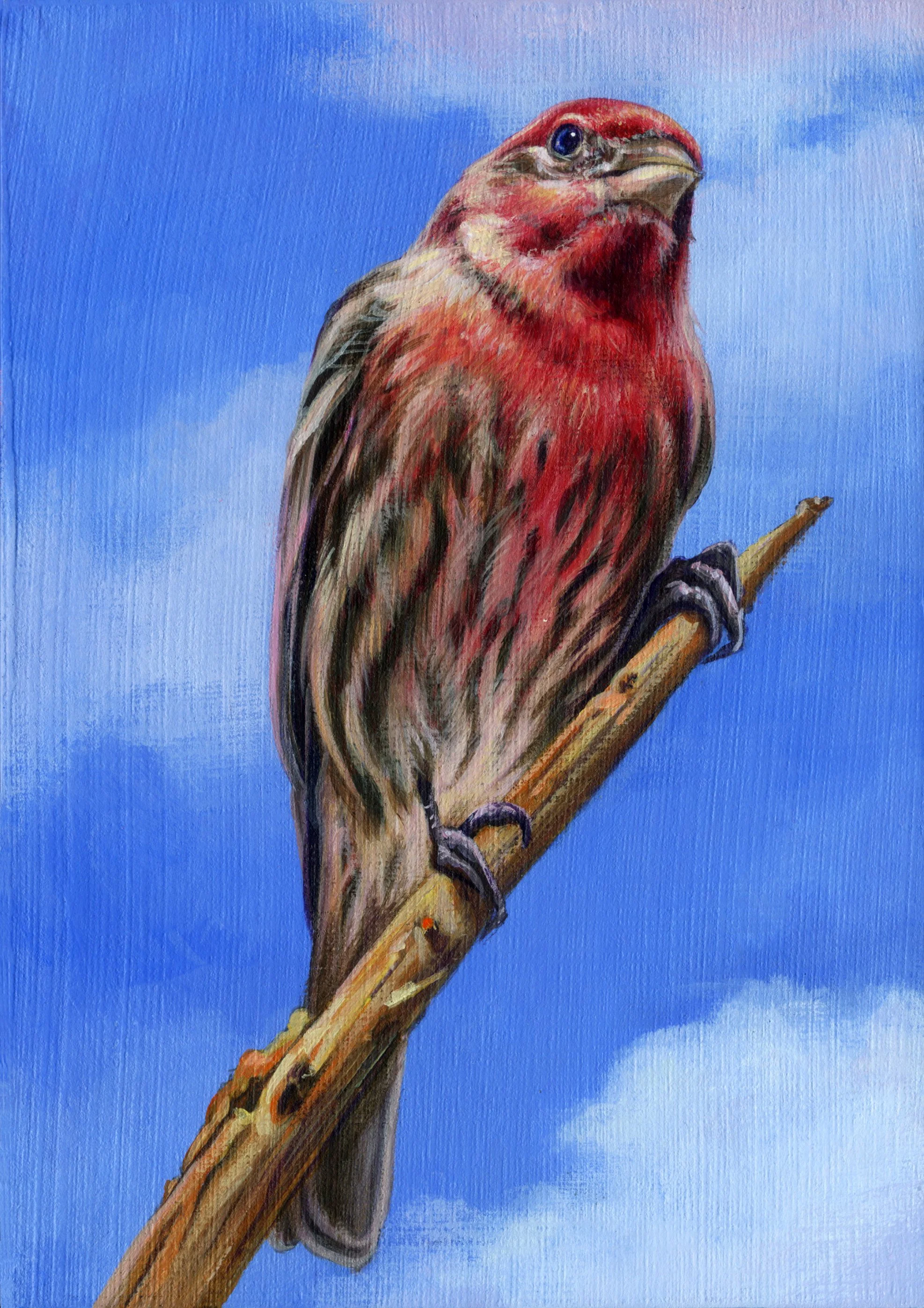 House Finch.jpg