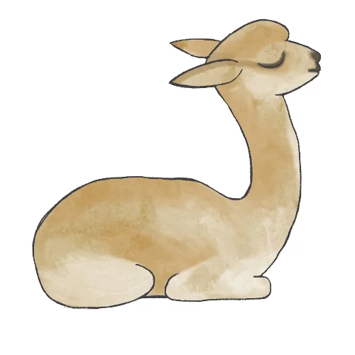 llama
