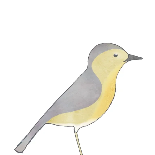 pipit