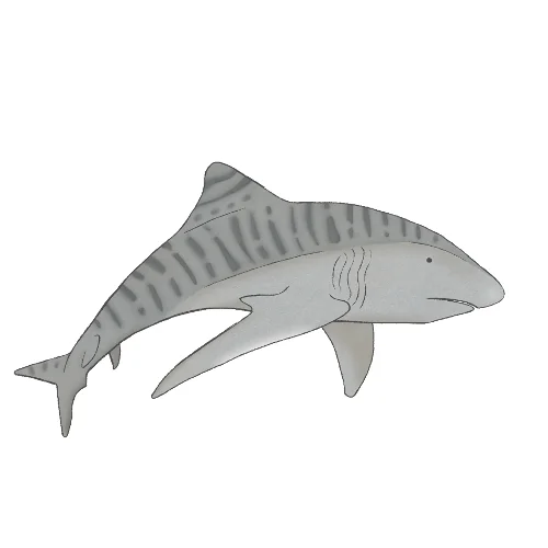 tiger shark_copyright PipitAndFox 2017.jpg