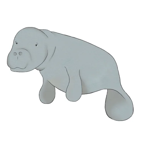 manatee_copyright PipitAndFox 2017.jpg