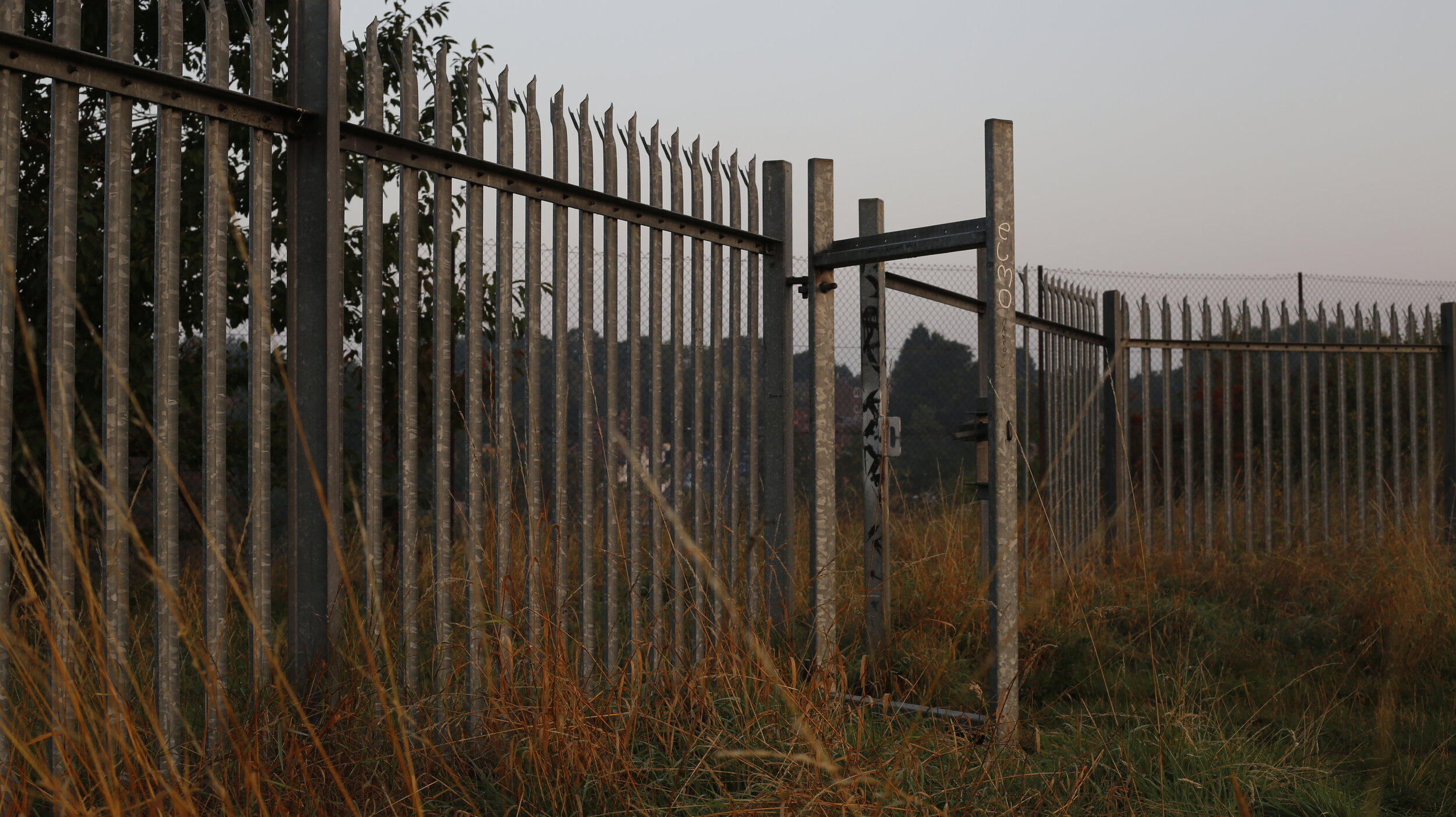 Alison Lloyd | Meadow Behind Bars
