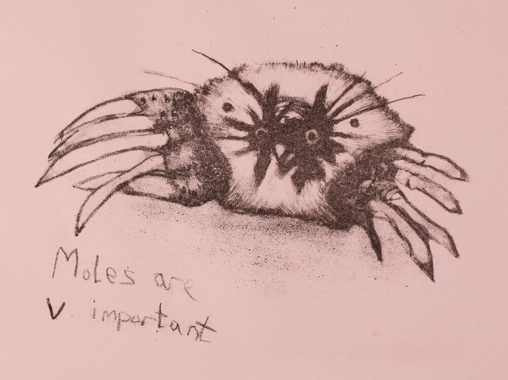 Eleanor Morgan: Moles are v. important