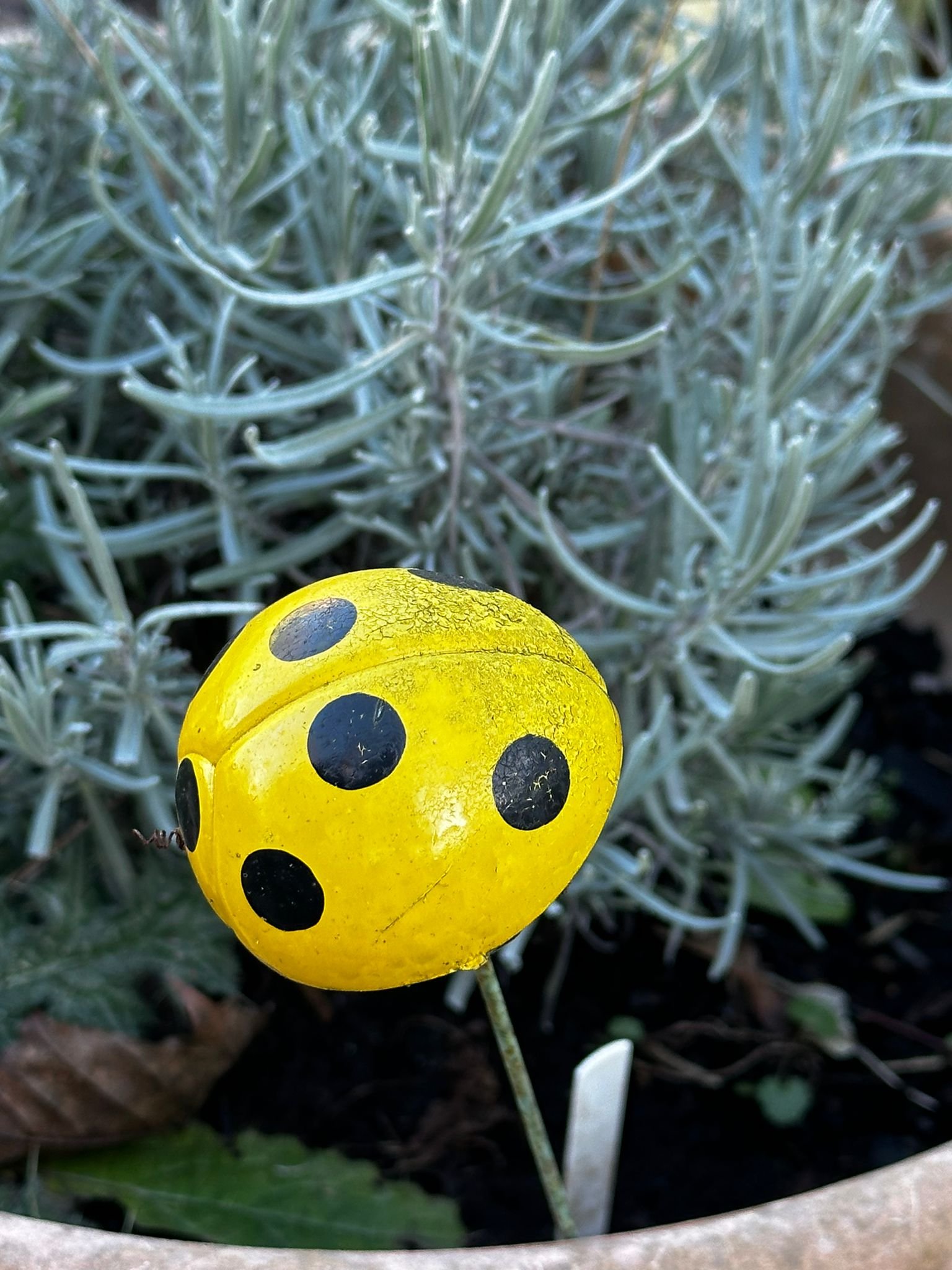 PHOTO-2025-01-25-16-16-38 2.jpeg