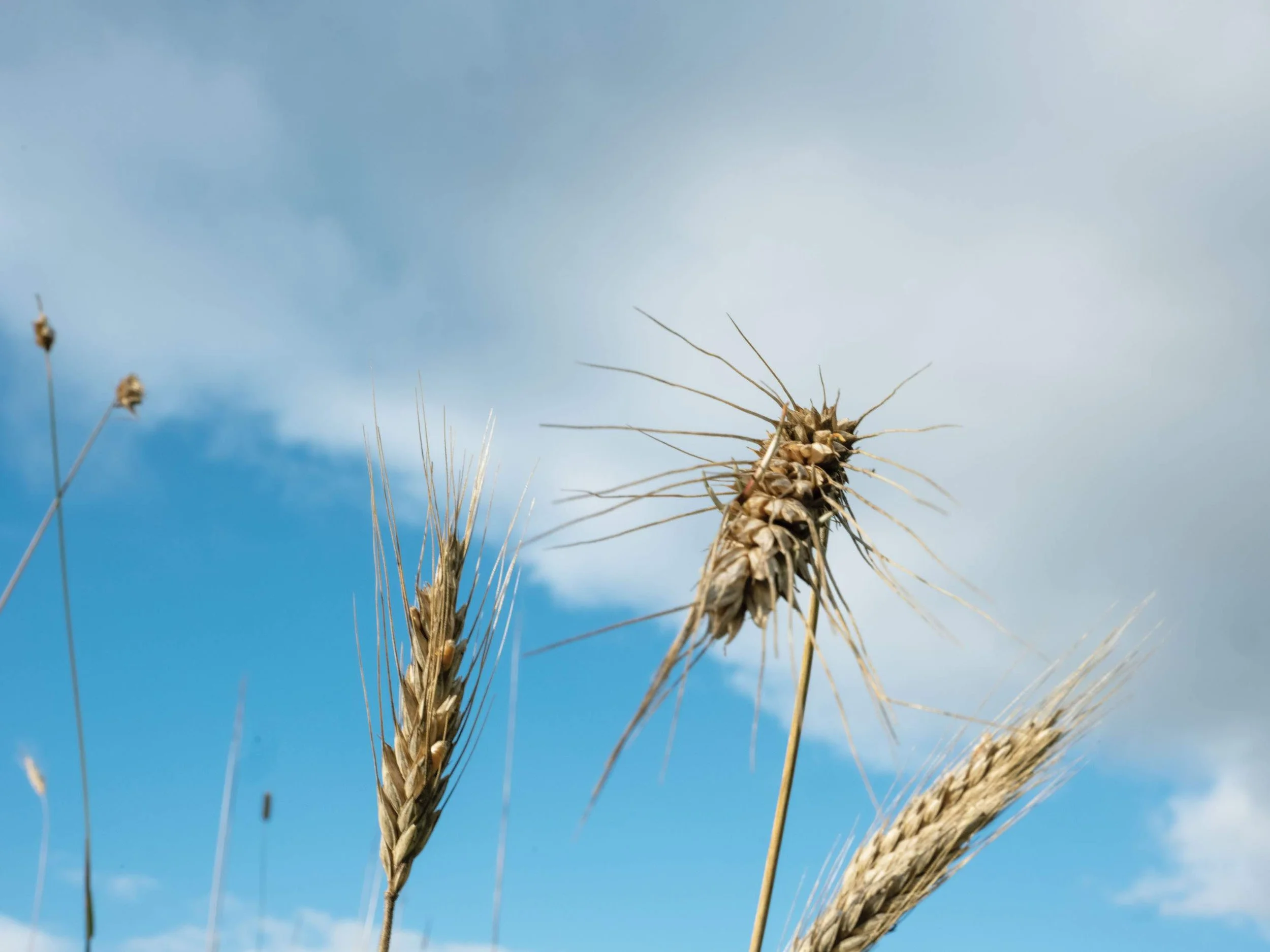 Bread Making at Gothelney Farm © Lüa Ribeira