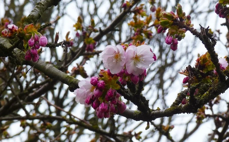 A cluster of delicate pink cherry blossoms and unopened buds on a tree branch against a blurred background of more branches and a pale sky.