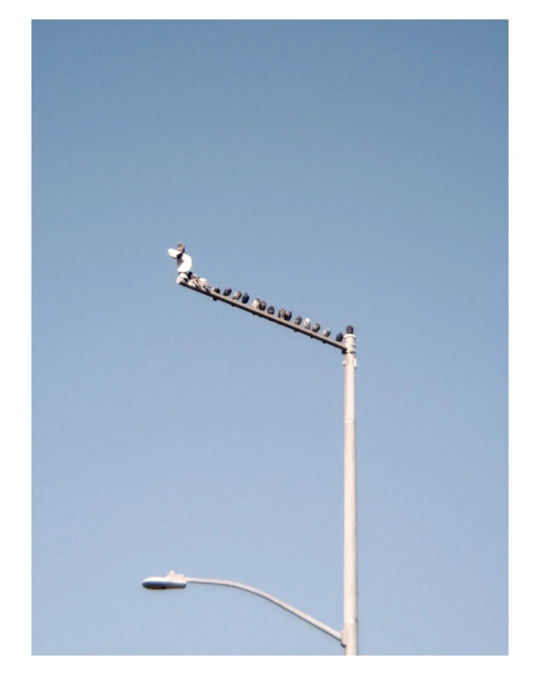 During the holiday, I gifted myself a recycled disposable camera lens from @retropiacam that looks like an Oreo cookie and it's been my new-old hobby. 

The lens looks like an Oreo cookie and is so cute 😍 It&rsquo;s basically turning my digital came