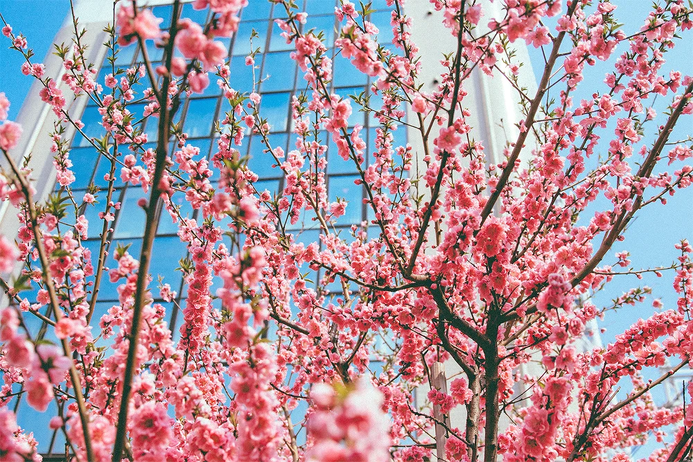 Had we taken another route, we would've missed these blossoms. 