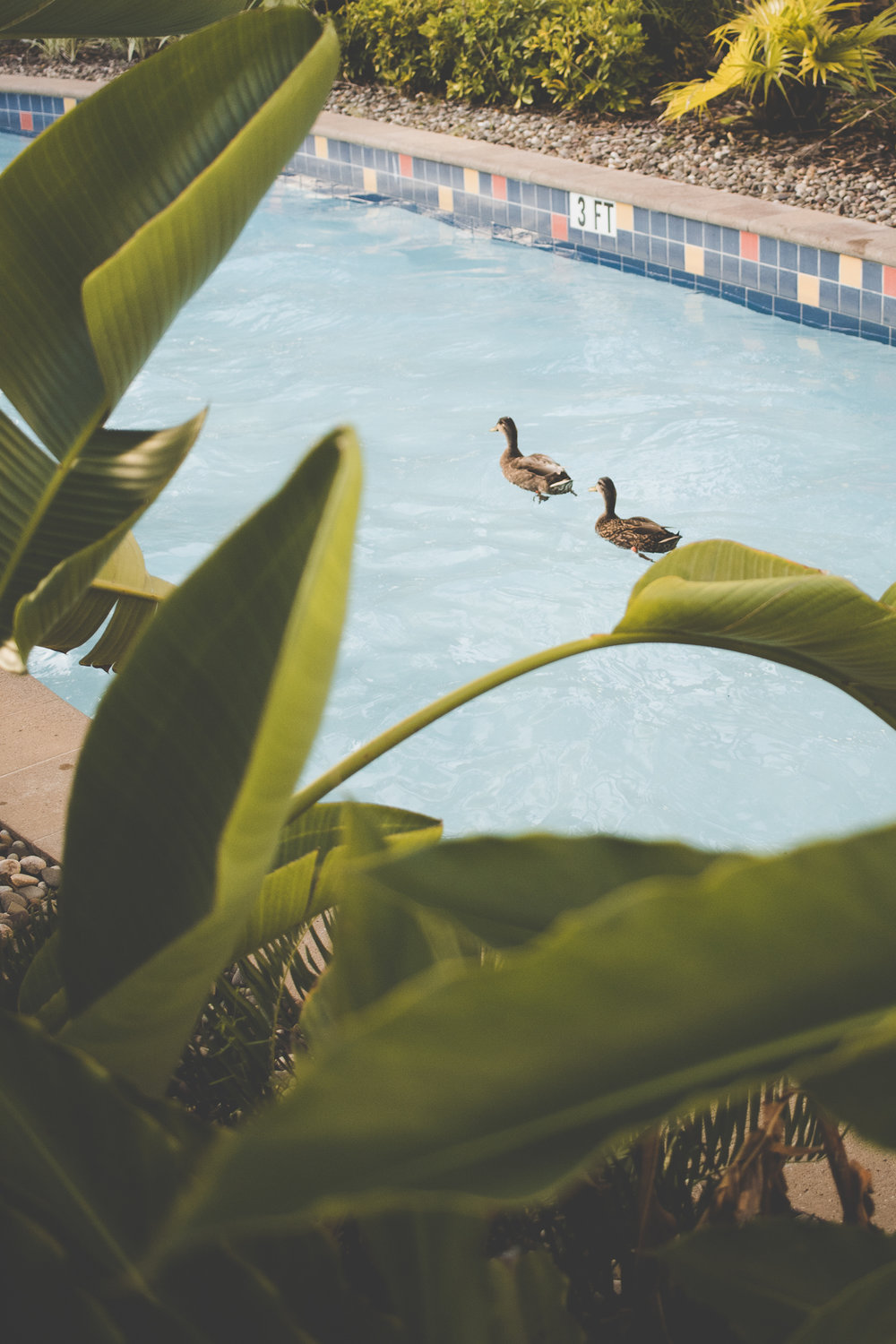  Even the ducks can enjoy the lazy river. Fun fact, the life guard said that all the ducks at Cabana Bay are named. 
