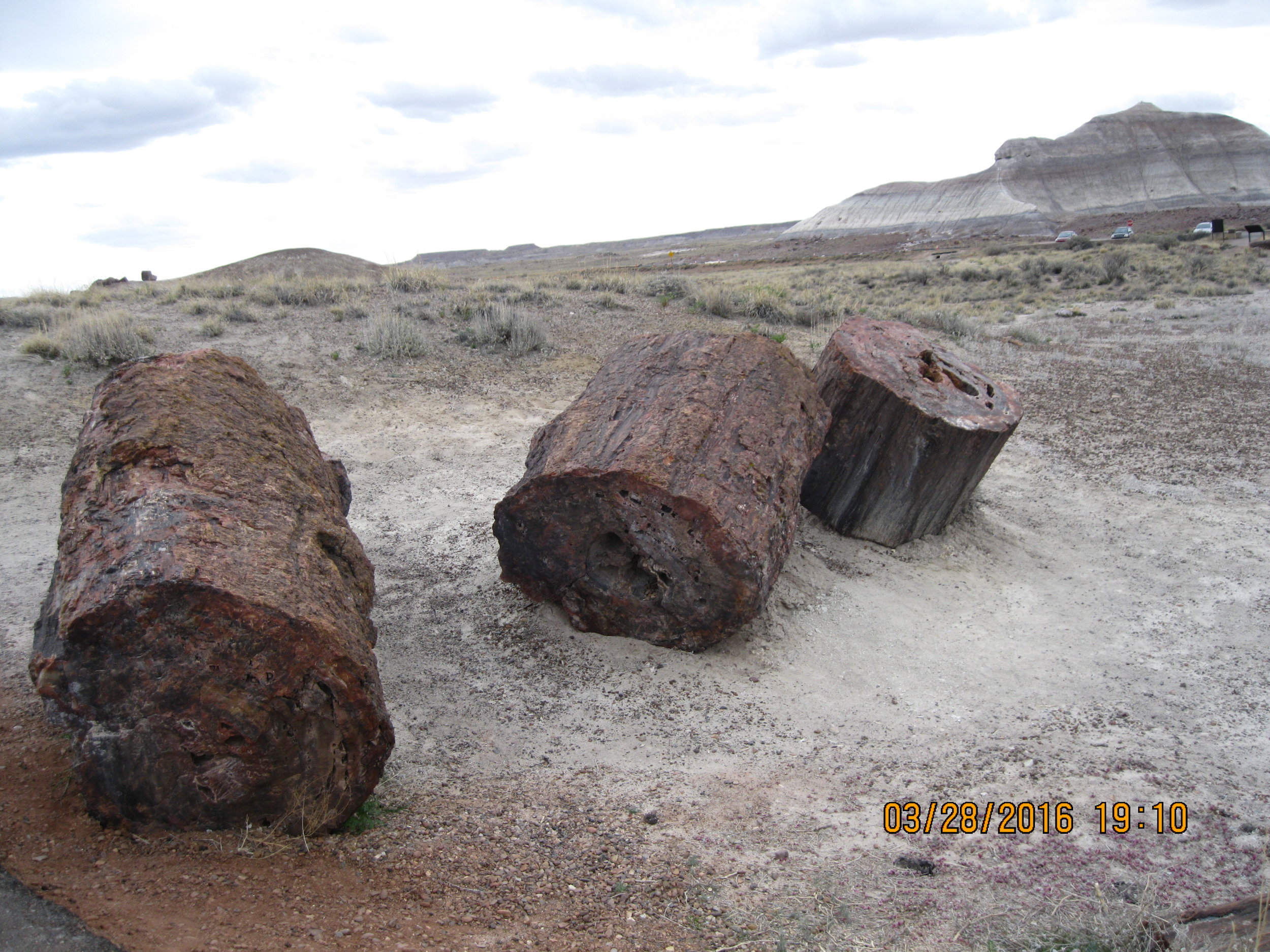 Petrified wood from sipra's trip to the Southwest. Petrified Forest National Park