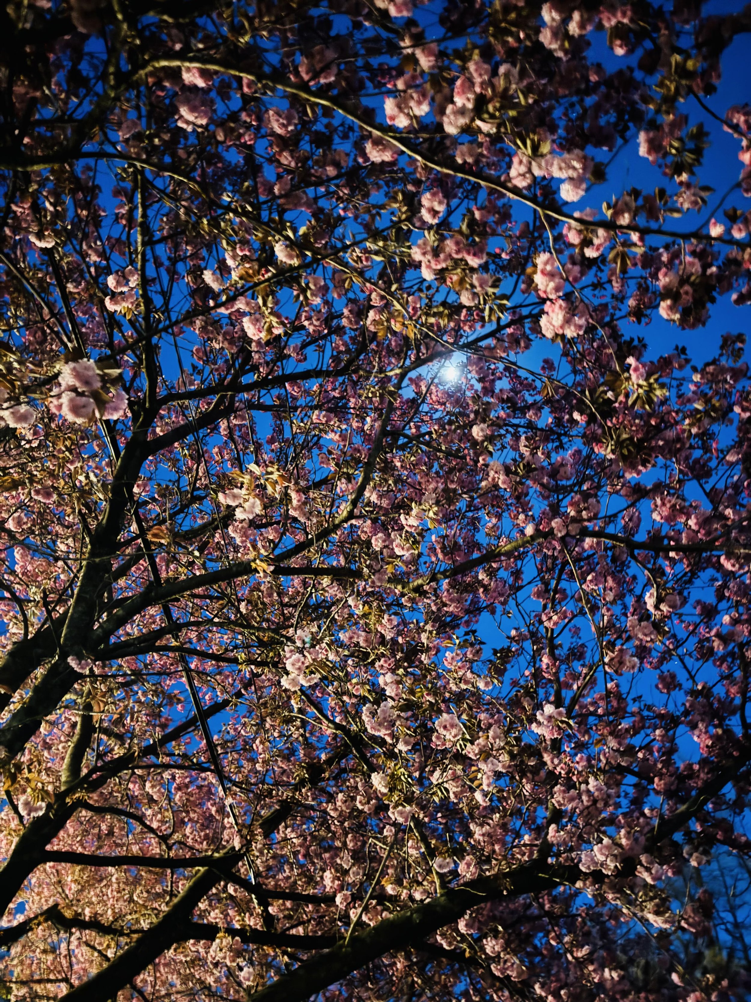 may moon.jpg