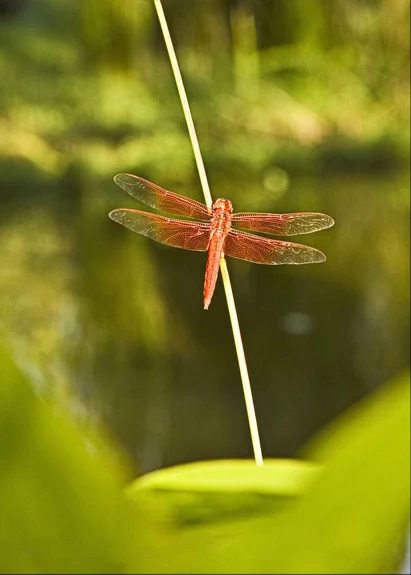 Dragonfly.jpg