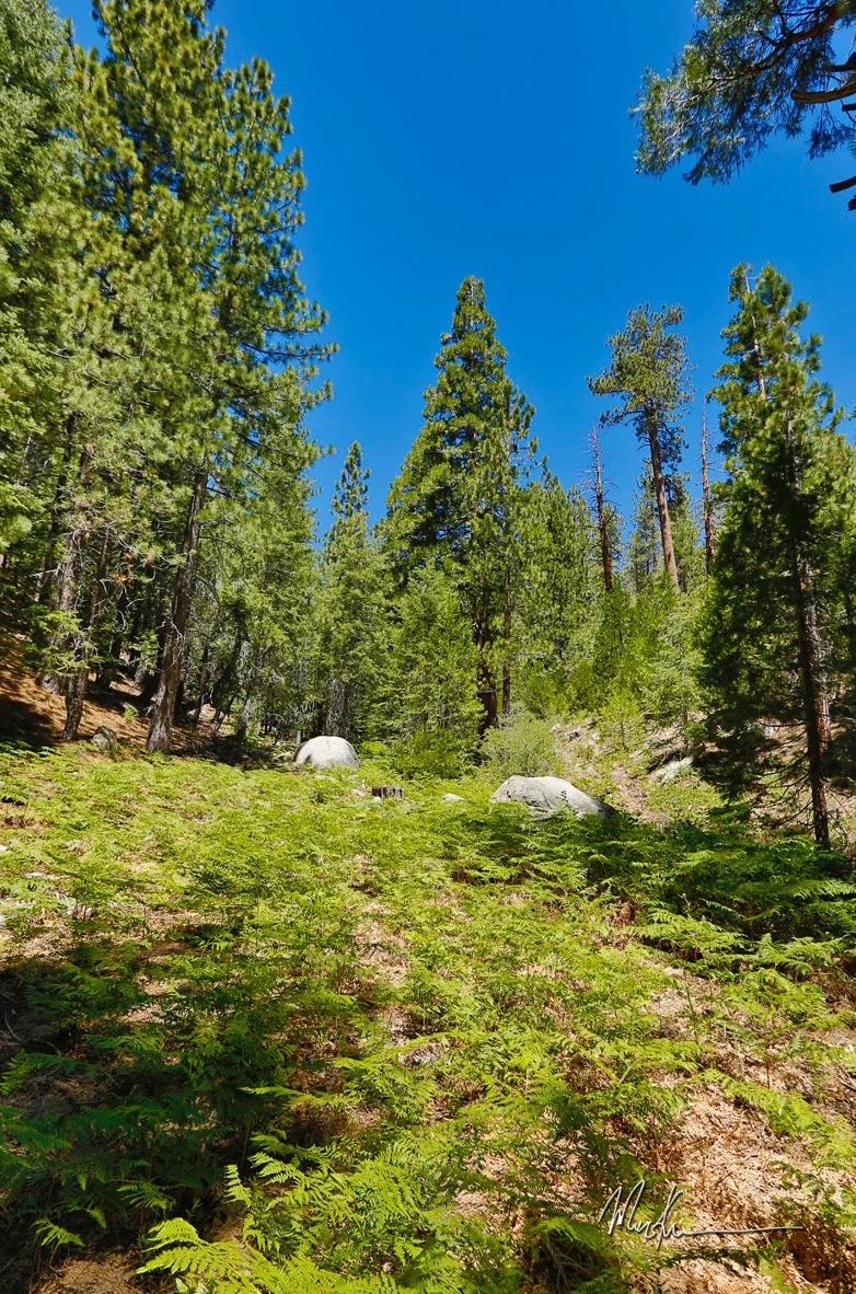 Nature_Buckhorn.jpg