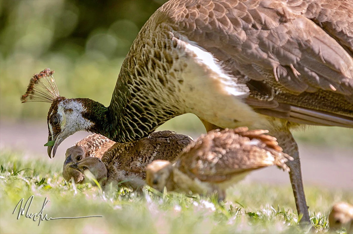 Peacock-family-1a.jpg