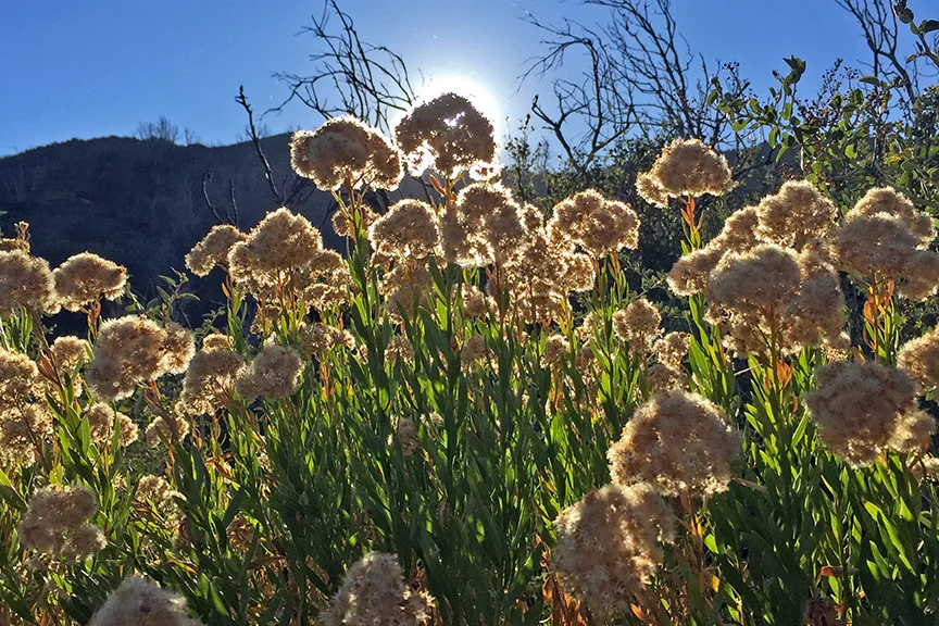 These yellow flowers were in bloom and all over the trail.