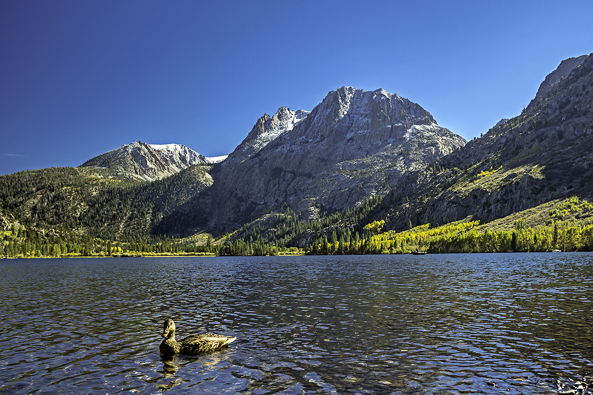 As I prepared to capture my image of Silver Lake, Daffy came by for a classic photo bomb.