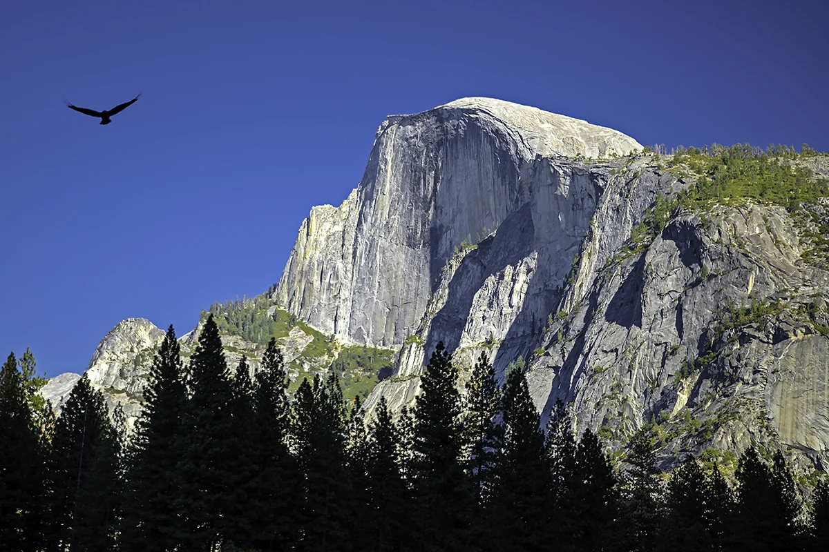 Half Dome, which is arguably the quintessential landmark for Yosemite, with a tree line silhouetted by the mountains behind me and a hawk flying above. Just like my image of Mono Lake, it is the wildlife, which appears unexpectedly that completes my image.