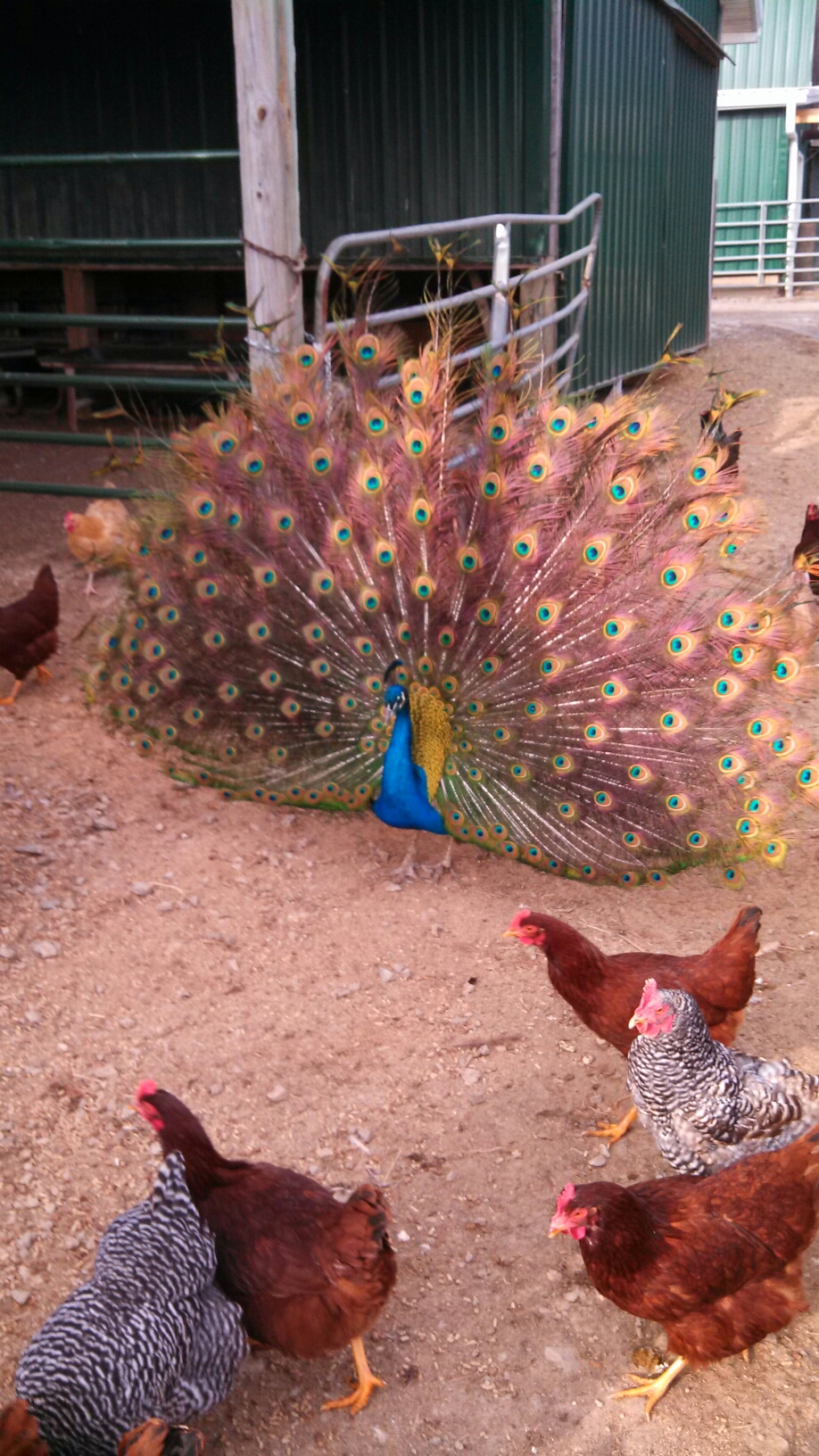 Stone Cross peacock.jpg