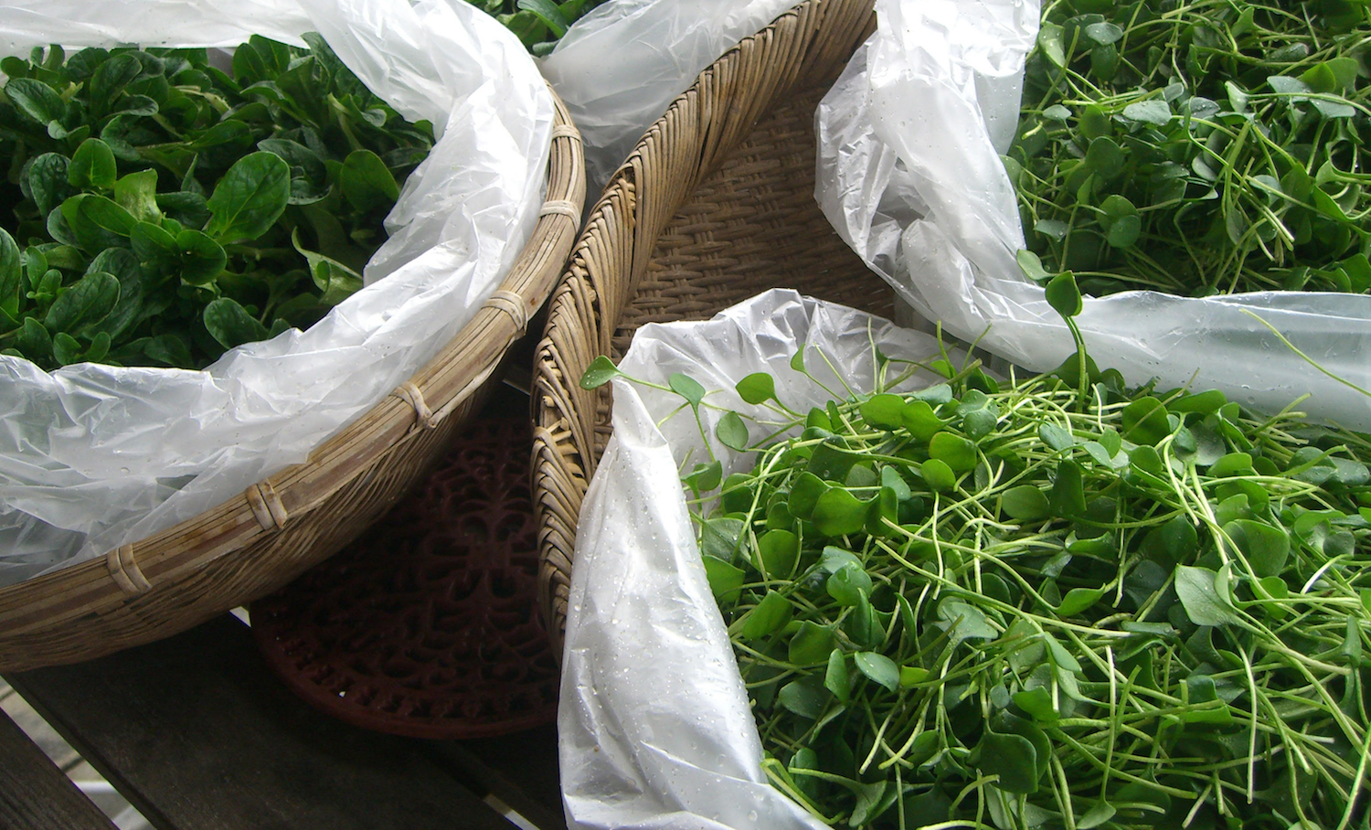Chef Josh has been using Three Springs Farm's mache, left, and claytonia throughout the winter. The tender claytonia — a mild, sweet green — was used as a garnish for a rabbit dish prepared by Ouita Michel, Chef Josh and Chef Tyler McNabb from Holly Hill Inn for a James Beard Foundation dinner in New York City Feb. 27. 