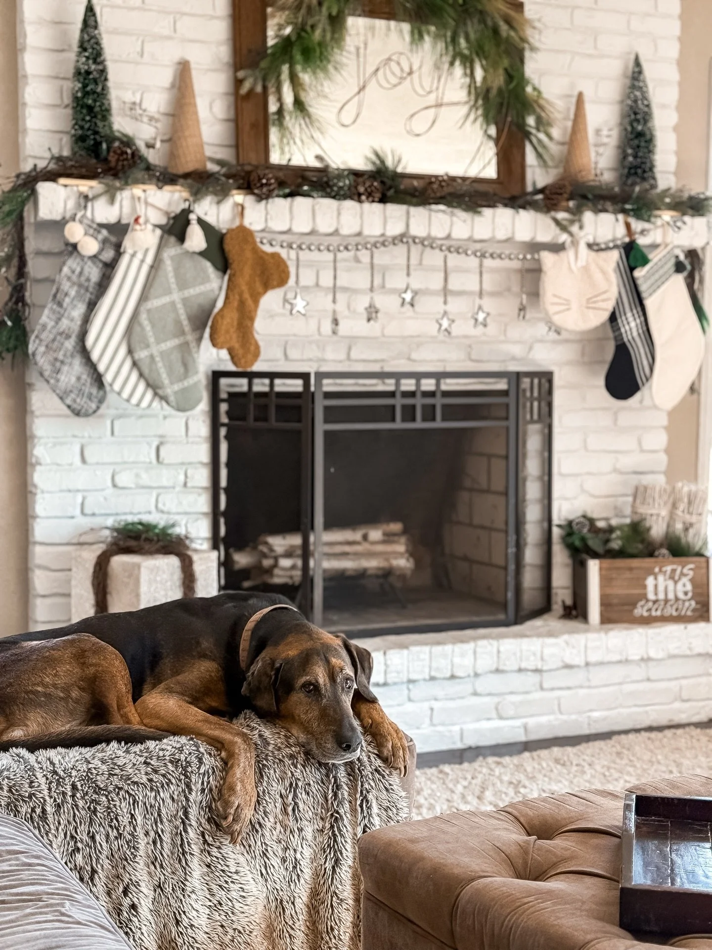 Our first baby, Harley looking so cozy, I had to snap a pic. 🤎