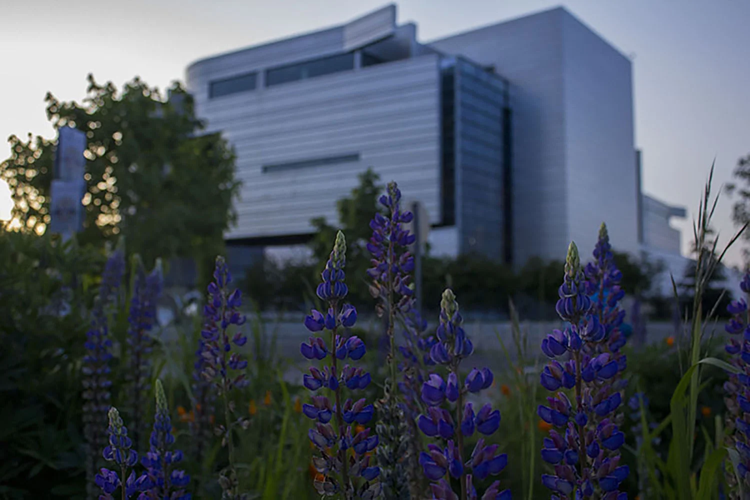  A patch of wild colorful flowers are near the Eugene Federal Courthouse. 