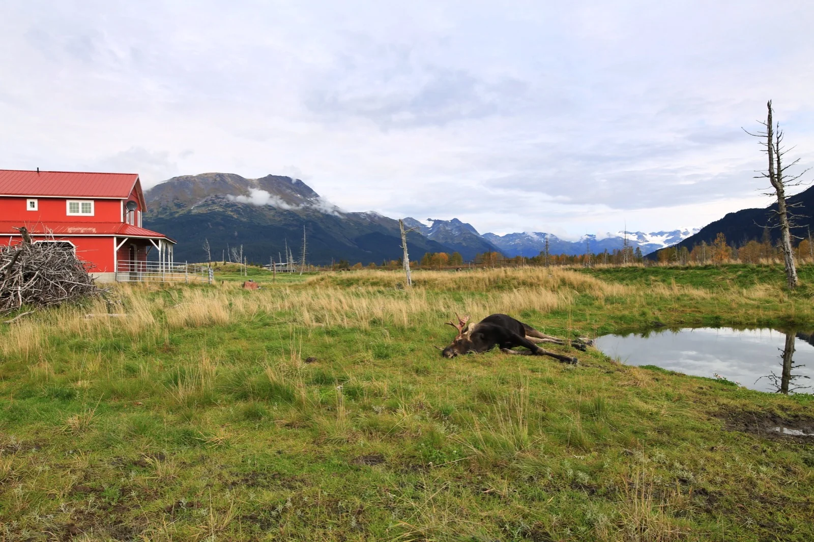  Nelson, a moose rescued as a young bull in 2011, sleeps at the Alaska Wildlife Conservation Center. &nbsp;Nelson was found alone in Anchorage, and was fed and cared for until weened off a bottle. Moose calves are rarely abandoned by their mothers.&n