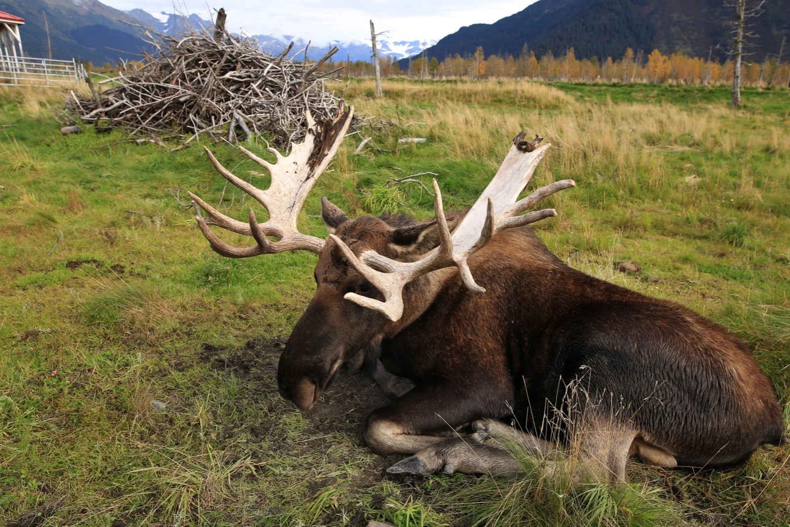  Teddy, orphaned from the Talkeetna area in 2012, rests at the Alaska Wildlife Conservation Center. Teddy was found with bite marks as a young bull and bottle raised by the staff of the AWCC.&nbsp; 
