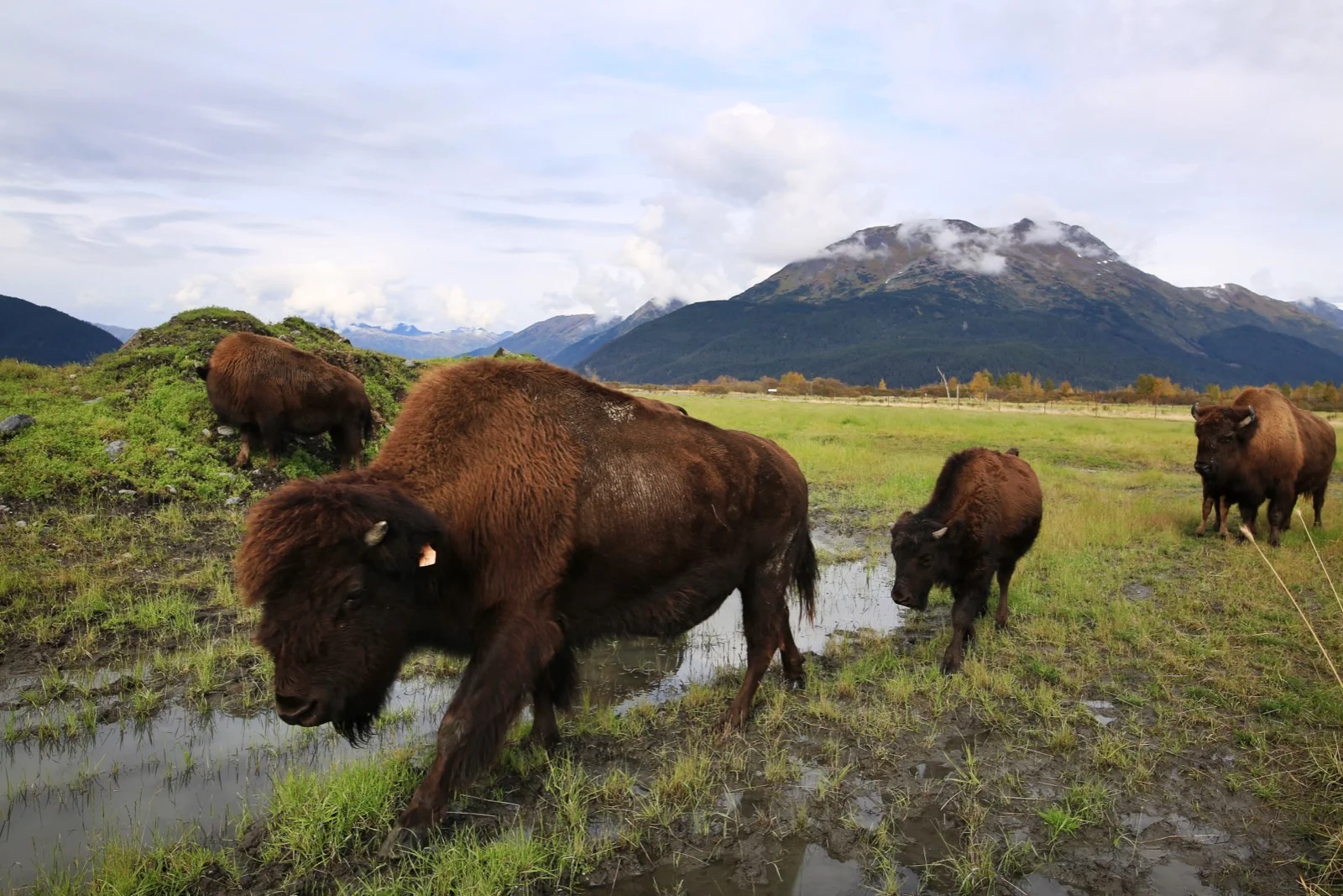  Wood Bison, a species once thought to be extinct, now roam free in Alaska and (as pictured) in the Alaskan Wildlife Conservation Center, a partner in the Wood Bison Reintroduction Program. 