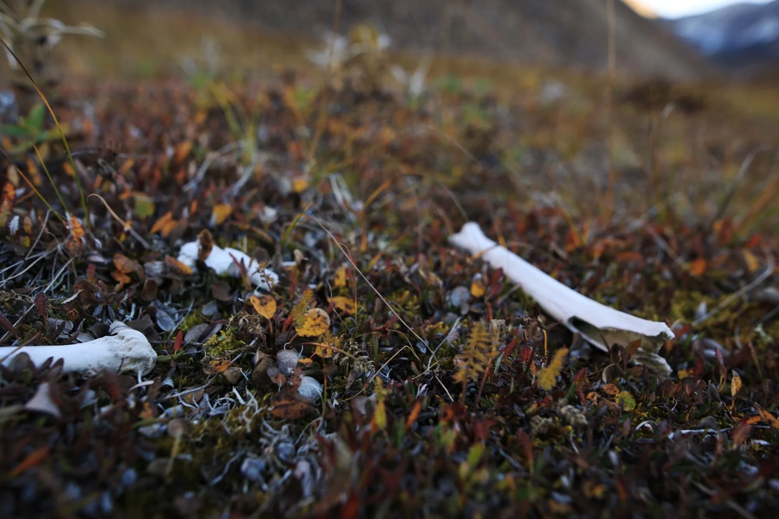  Clean bones lie in the fall-colored grass near the Polychrome Glacier range.&nbsp; 