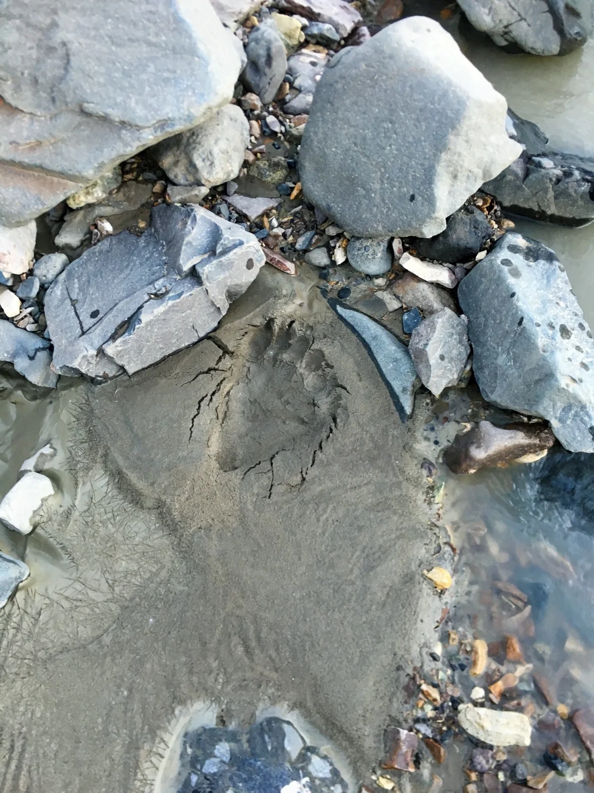  A black bear footprint seen near the Polychrome Glacier range. 