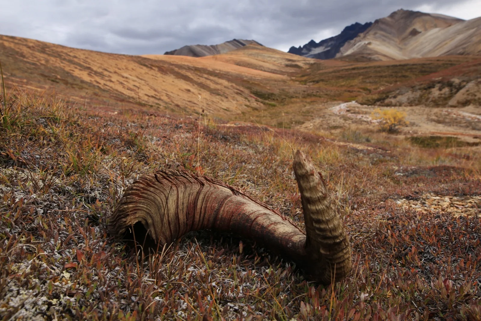  An abandoned ram horn sits north of the Polychrome Glacier range in Denali National Park. &nbsp; 