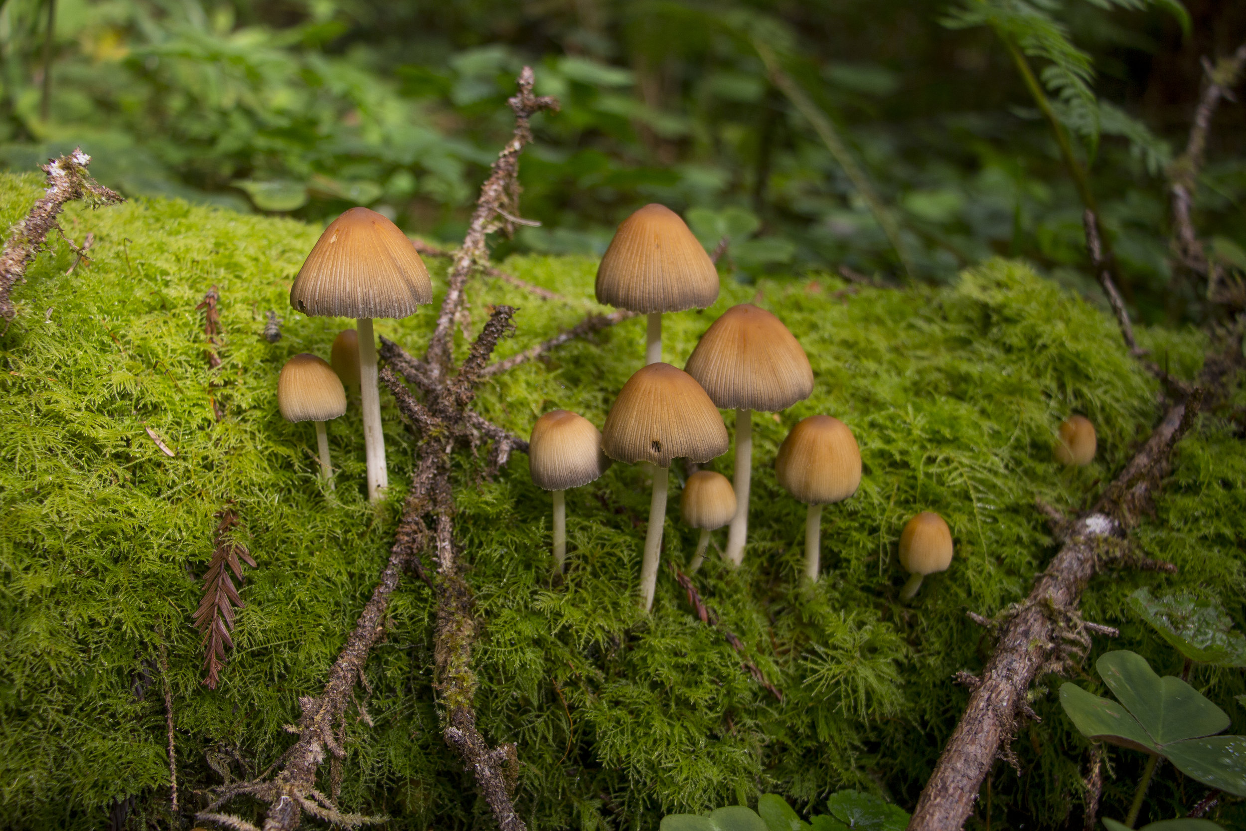  Redwood National Park, California.  