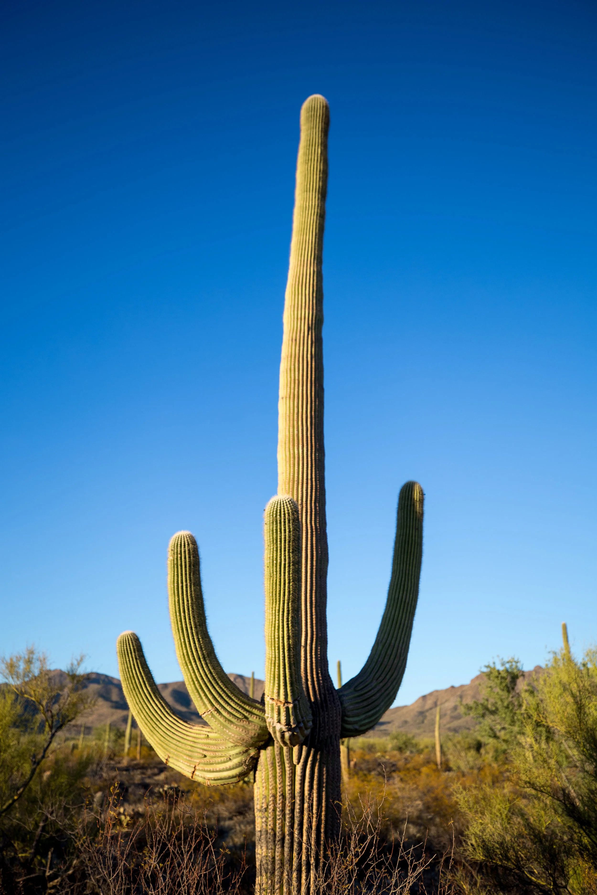  Saguaro National Park, Arizona.  