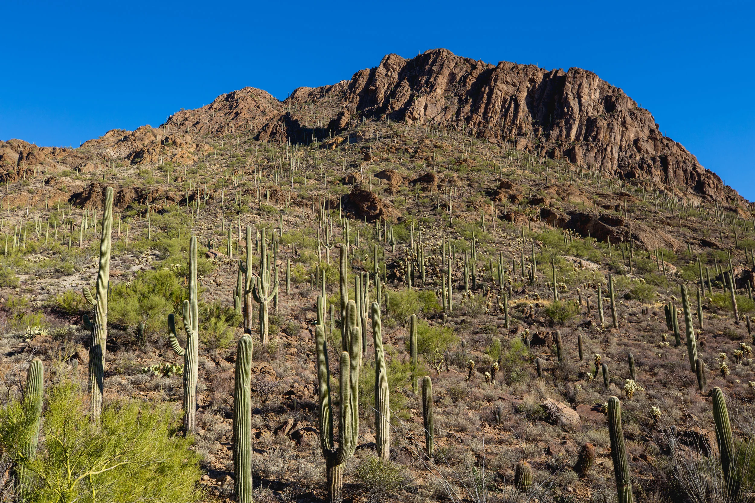  Saguaro National Park, Arizona.    