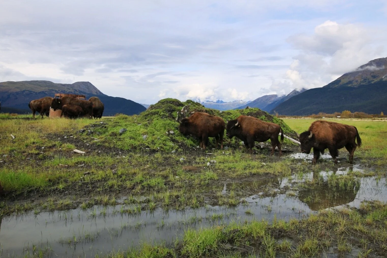 Wood Bison walk towards water at the Alaska Wildlife Conservation Center. In 2003, there were 13 discovered Wood Bison brought to the AWCC and with collaboration from Alaska Department of Fish and Game, they have released 130 bison back into the wil