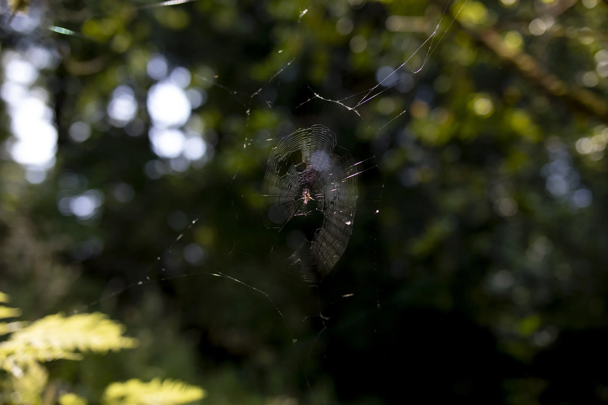  Forest Park, Portland, Oregon. 