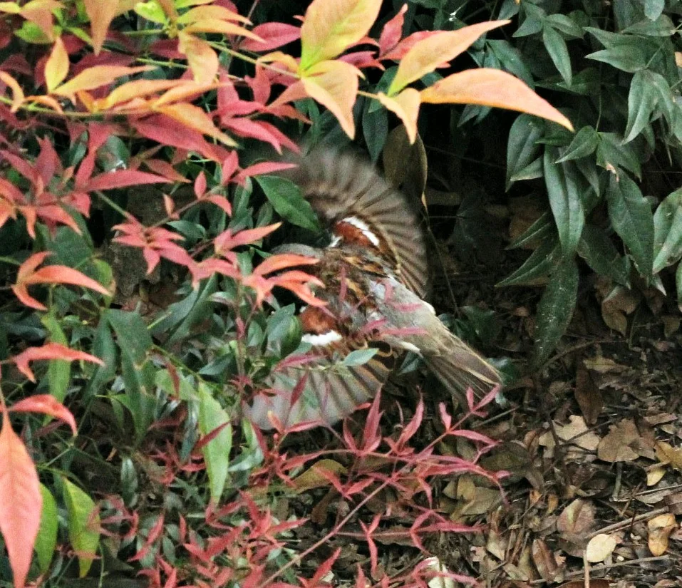 IMG_7655.jpg