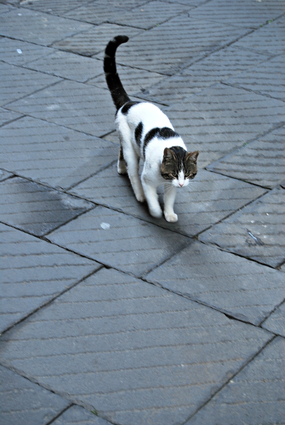 DSC_0112.jpg
