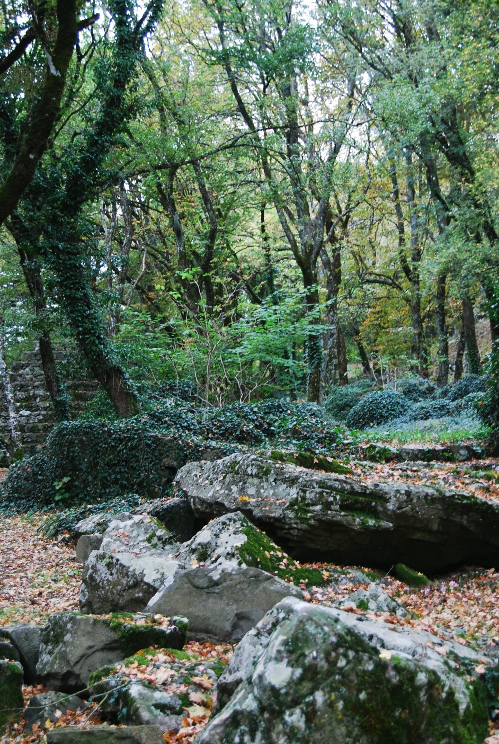 DSC_0225.jpg