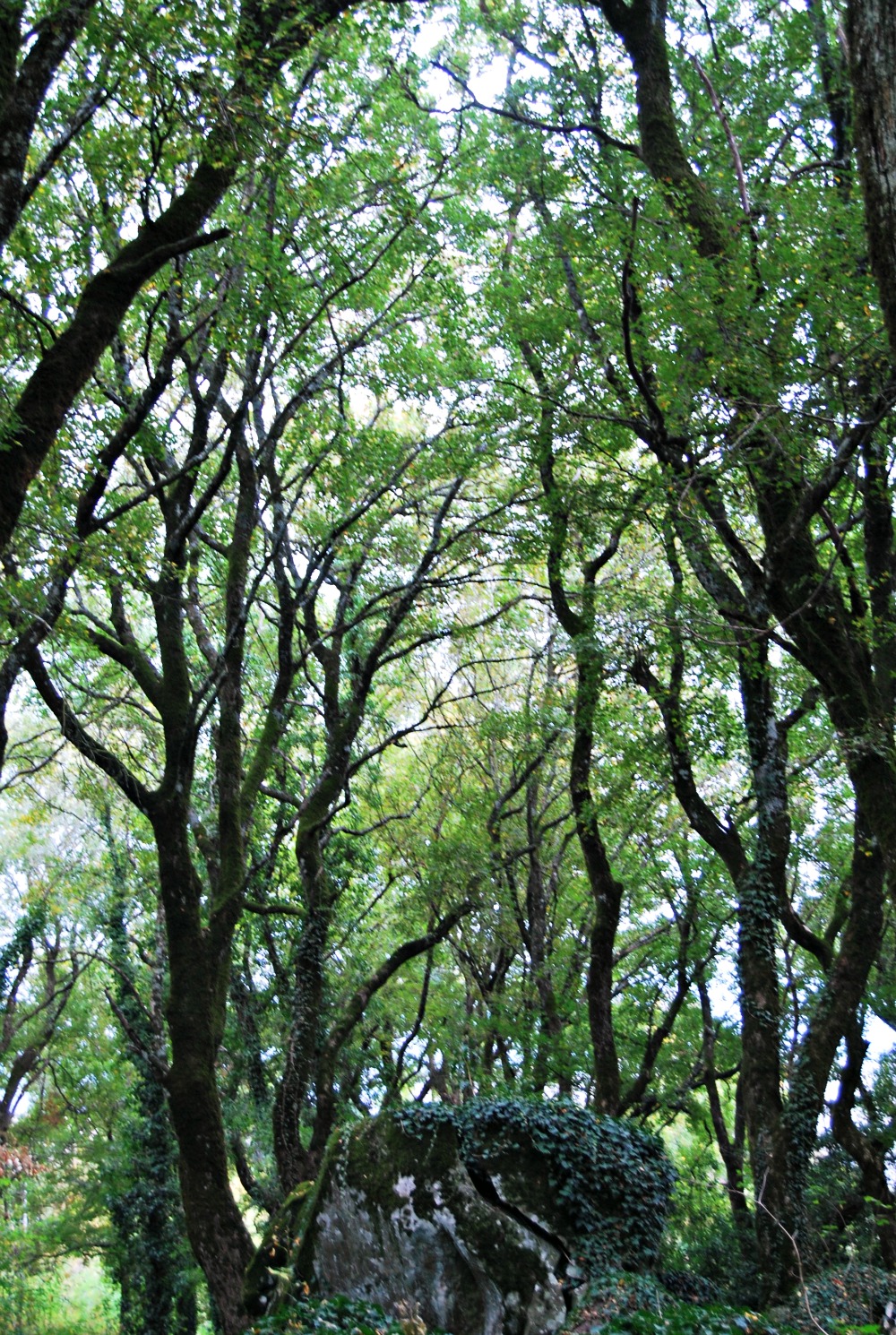 DSC_0226.jpg