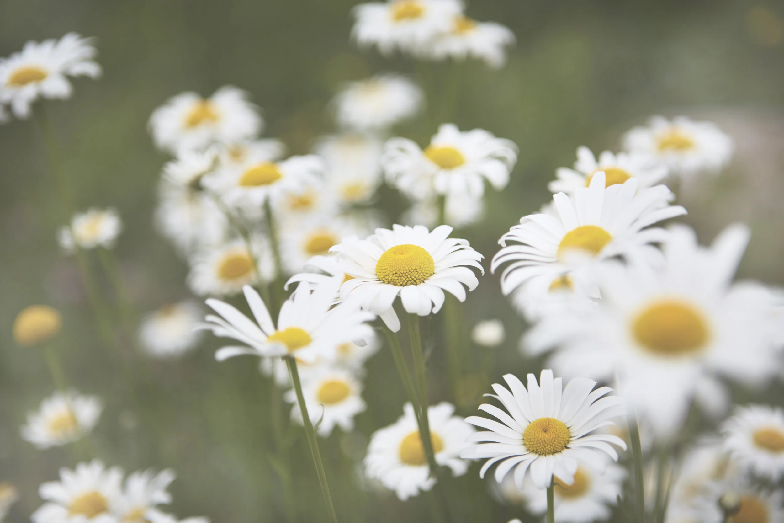 Tops'l_Daisy_1.jpg