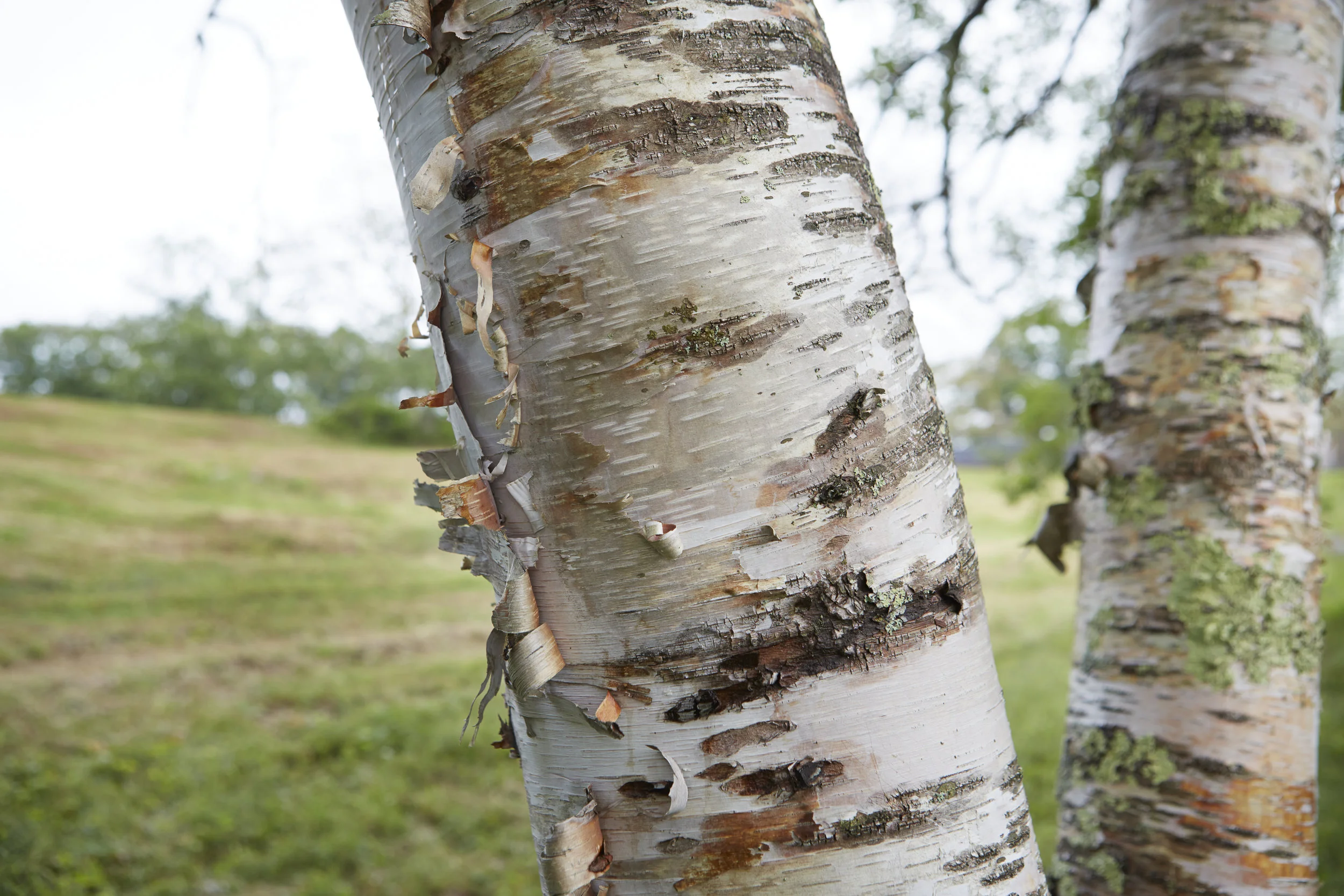 Tops'l_trees_1.jpg