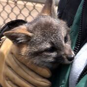An island fox, bred in captivity, one of the hundreds restored to the once decimated population on Santa Cruz Island