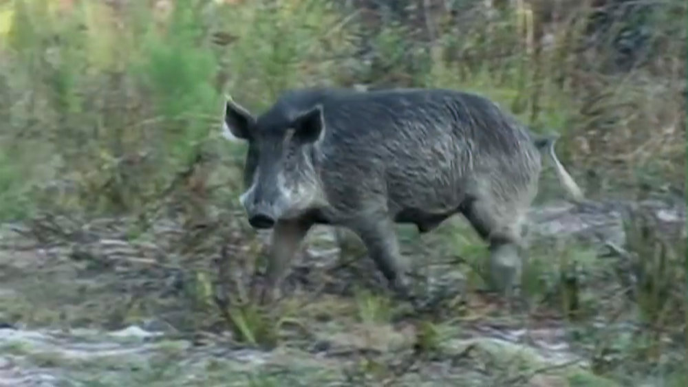 Wild pigs, now hunted to extinction, caused biological havoc on Santa Cruz Island