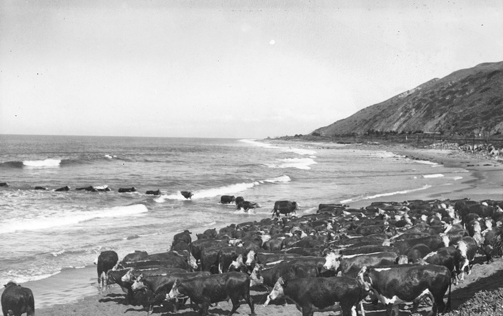 Some years, as many as 7,000 head of cattle swam ashore for a year of grazing on the island's rich grasslands