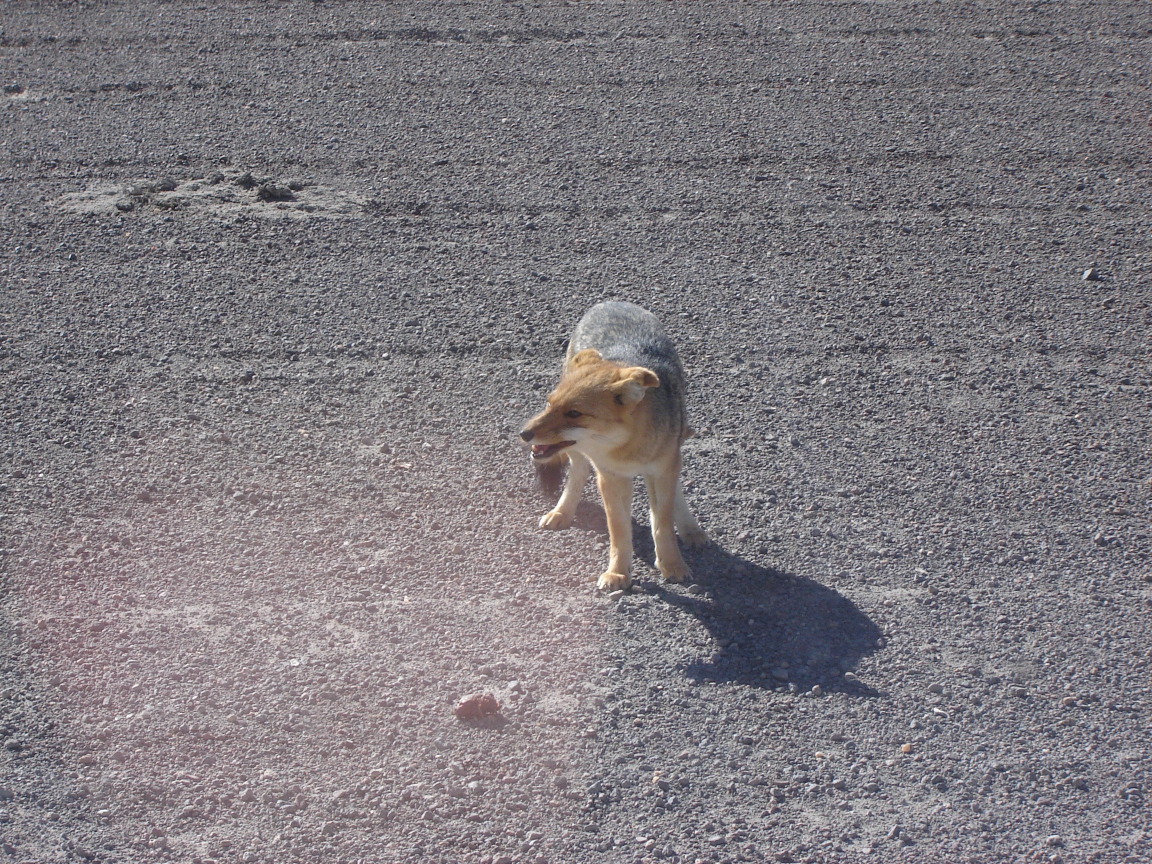 S0501SmallFoxShowsNoFear,BOL-June7,2007.JPG