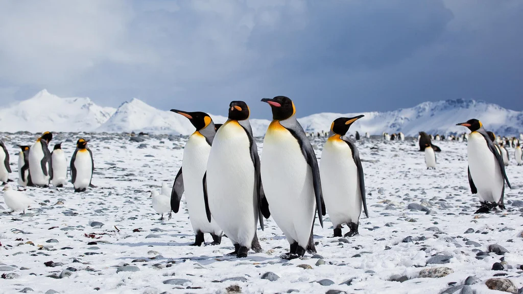 Source: Antarctica Bound